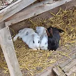 P&t 6 Daire Altenhof (Rohrbach)