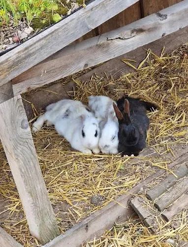 P&t 6 Apartment Altenhof (Rohrbach)